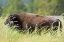 Picture of SD, CUSTER SP ADULT BUFFALO IN GRASSY FIELD
