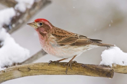 Picture of CO, FRISCO CASSINS FINCH PERCHED ON BRANCH