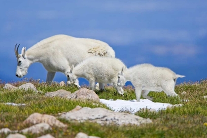 Picture of CO, MOUNT EVANS MOUNTAIN GOAT WITH TWO KIDS