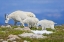Picture of CO, MOUNT EVANS MOUNTAIN GOAT WITH TWO KIDS