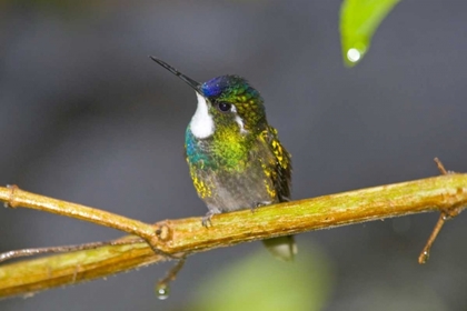 Picture of COSTA RICA MALE WHITE-THROATED MOUNTAIN-GEM