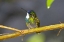 Picture of COSTA RICA MALE WHITE-THROATED MOUNTAIN-GEM