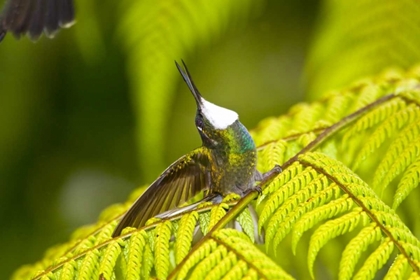 Picture of COSTA RICA, MALE WHITE-THROATED MOUNTAIN-GEM