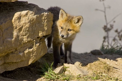 Picture of COLORADO, BRECKENRIDGE CURIOUS YOUNG RED FOX
