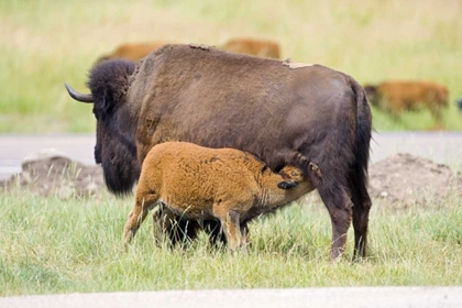 Picture of SOUTH DAKOTA, CUSTER SP BUFFALO CALF NURSING