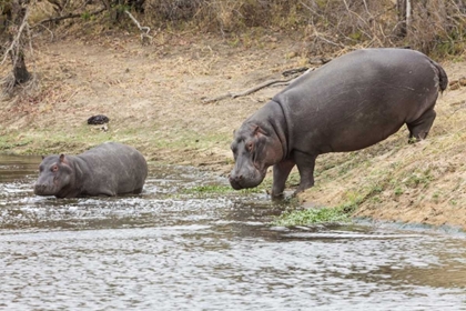 Picture of SOUTH AFRICA ADULT AND JUVENILE HIPPOPOTAMUS