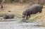 Picture of SOUTH AFRICA ADULT AND JUVENILE HIPPOPOTAMUS