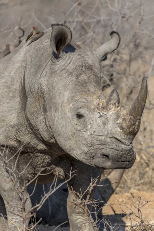 Picture of SOUTH NGALA PRIVATE GAME RESERVE WHITE RHINO