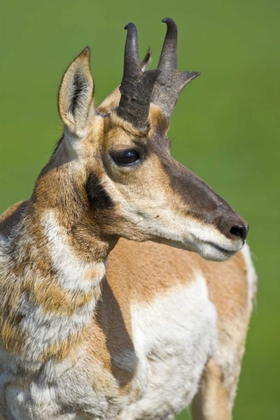 Picture of SOUTH DAKOTA, CUSTER SP ADULT MALE PRONGHORN