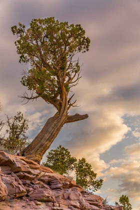 Picture of CO, FRUITA JUNIPER AT SUNRISE IN COLORADO NM