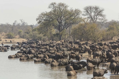 Picture of SOUTH AFRICA, CAPE BUFFALO HERD AT WATER HOLE