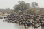 Picture of SOUTH AFRICA, CAPE BUFFALO HERD AT WATER HOLE