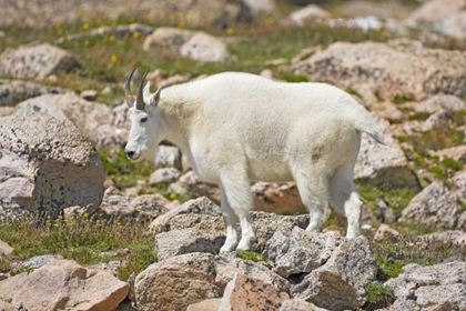 Picture of CO, MT EVANS MOUNTAIN GOAT STANDING ON ROCKS