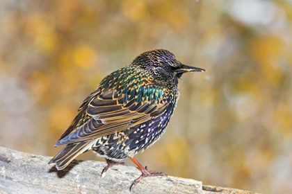 Picture of CO, FRISCO EUROPEAN STARLING STANDING ON LOG