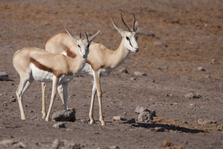 Picture of PAIR OF SPRINGBOKS, ETOSHA NP, NAMIBIA