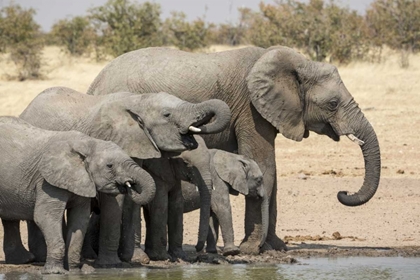 Picture of NAMIBIA, ETOSHA NP ELEPHANTS DRINKING