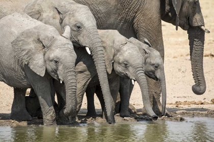 Picture of NAMIBIA, ETOSHA NP ELEPHANTS DRINKING