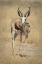 Picture of NAMIBIA, ETOSHA NP STANDING SPRINGBOK