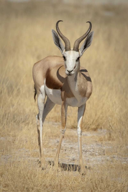 Picture of NAMIBIA, ETOSHA NP STANDING SPRINGBOK