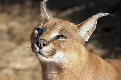 Picture of NAMIBIA, HARNAS PORTRAIT OF A CARACAL