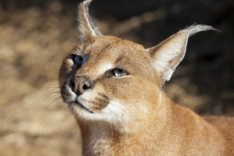 Picture of NAMIBIA, HARNAS PORTRAIT OF A CARACAL