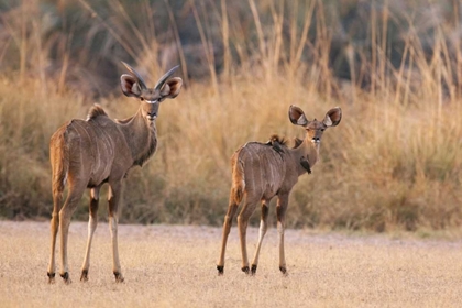 Picture of NAMIBIA, CAPRIVI STRIP A PAIR OF KUDU