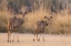 Picture of NAMIBIA, CAPRIVI STRIP A PAIR OF KUDU