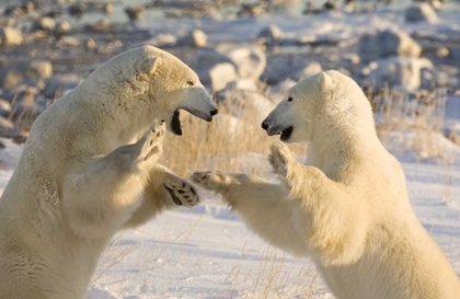 Picture of CANADA, CHURCHILL SPARRING POLAR BEARS