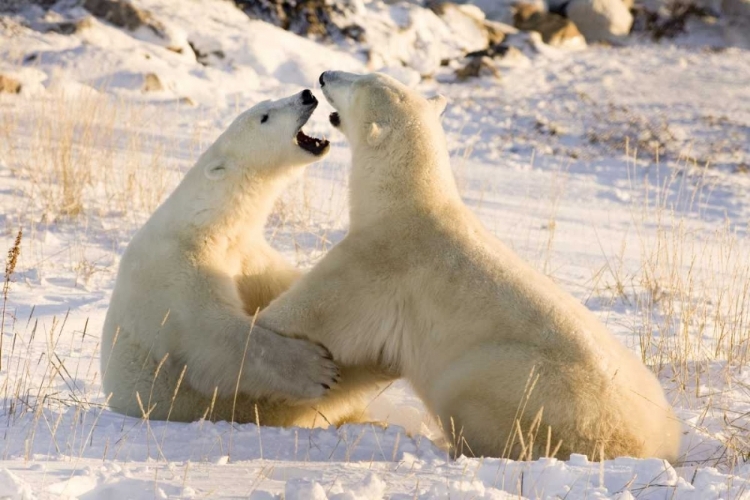 Picture of CANADA, CHURCHILL SPARRING POLAR BEARS