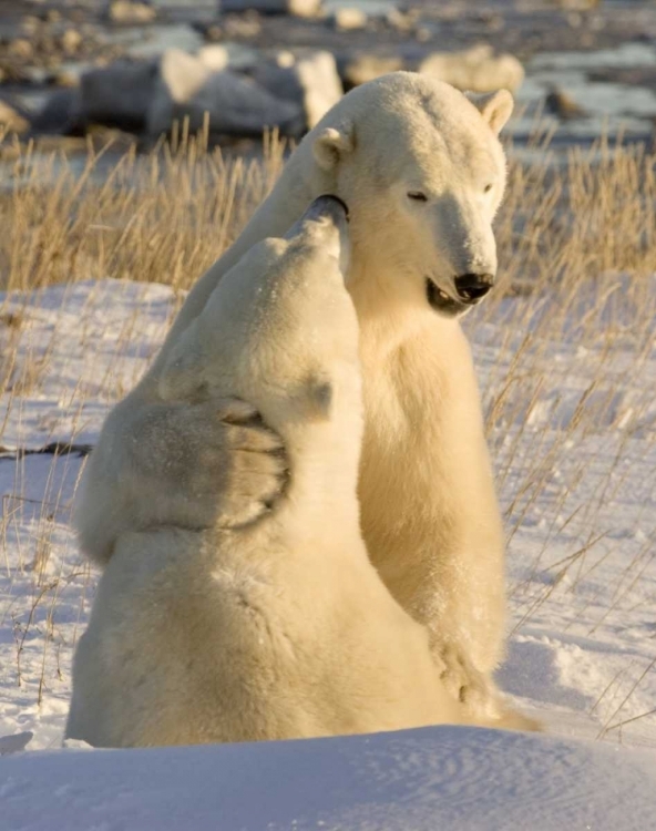 Picture of CANADA, CHURCHILL SPARRING POLAR BEARS