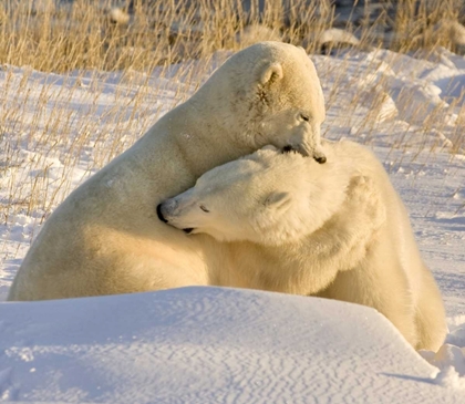 Picture of CANADA, CHURCHILL SPARRING POLAR BEARS