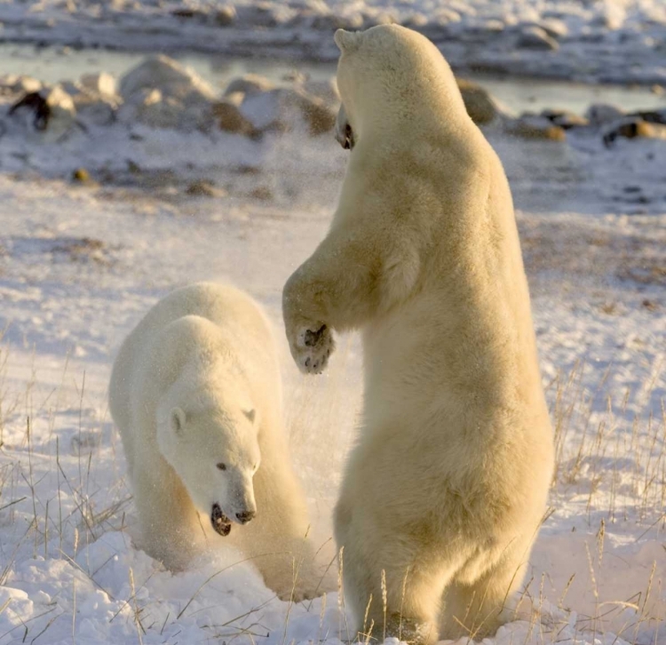 Picture of CANADA, CHURCHILL SPARRING POLAR BEARS