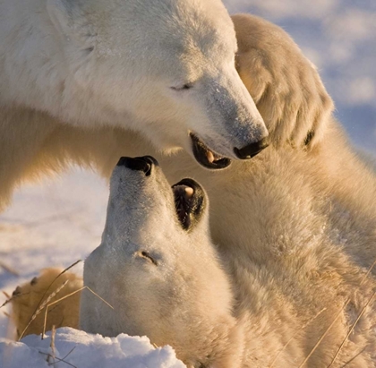 Picture of CANADA, CHURCHILL SPARRING POLAR BEARS