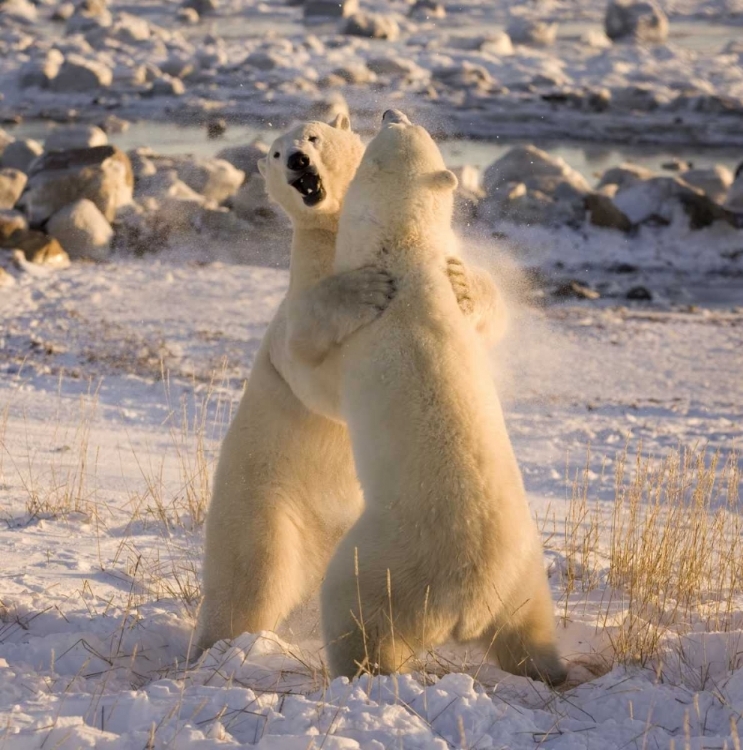 Picture of CANADA, CHURCHILL SPARRING POLAR BEARS