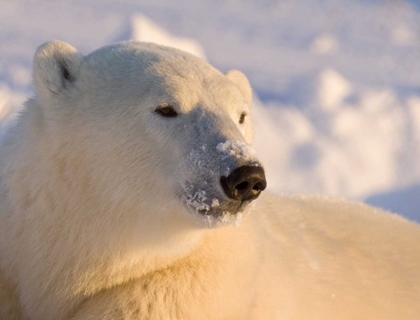 Picture of CANADA, MANITOBA, CHURCHILL POLAR BEAR