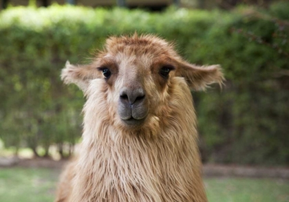 Picture of ARGENTINA, MENDOZA PORTRAIT OF A LLAMA