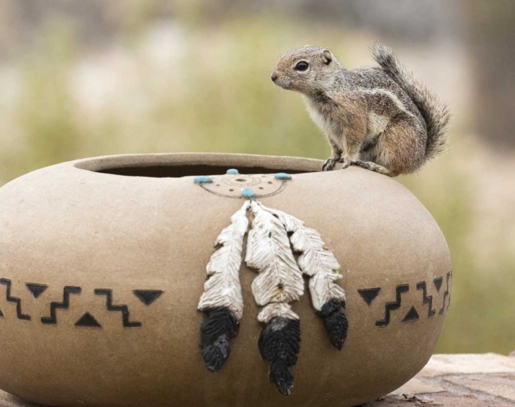 Picture of AZ, BUCKEYE HARRISS ANTELOPE SQUIRREL