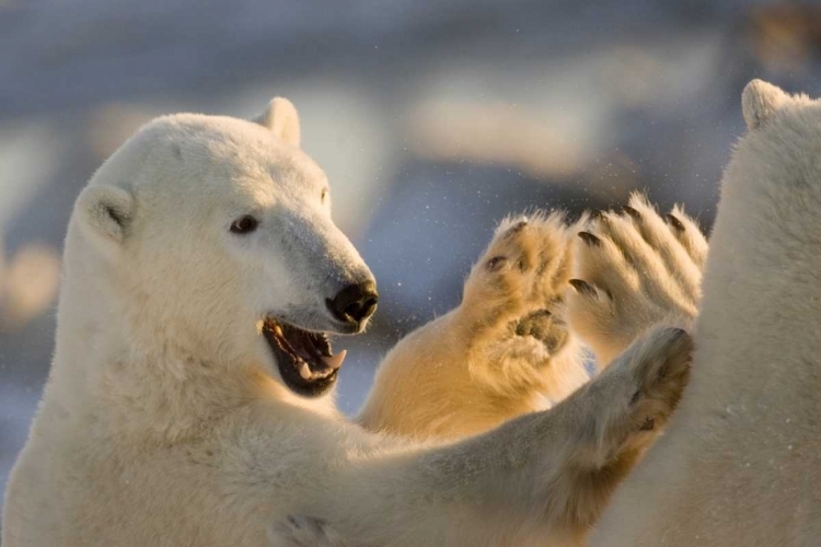 Picture of CANADA, CHURCHILL SPARRING POLAR BEARS