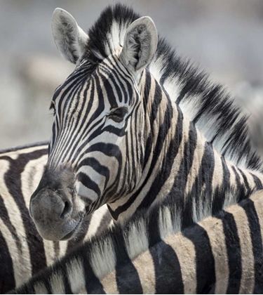 Picture of NAMIBIA, ETOSHA NP PORTRAIT OF A ZEBRA