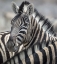 Picture of NAMIBIA, ETOSHA NP PORTRAIT OF A ZEBRA