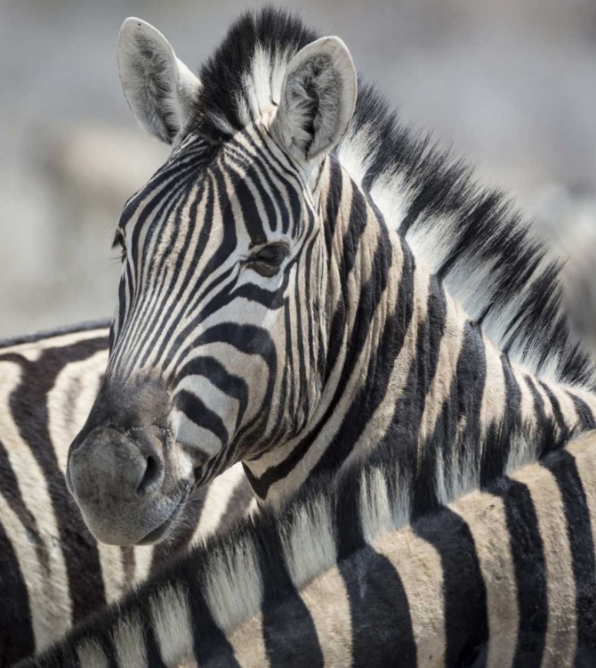 Picture of NAMIBIA, ETOSHA NP PORTRAIT OF A ZEBRA