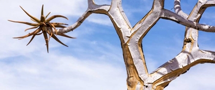 Picture of AFRICA, NAMIBIA CLOSE-UP OF QUIVER TREE