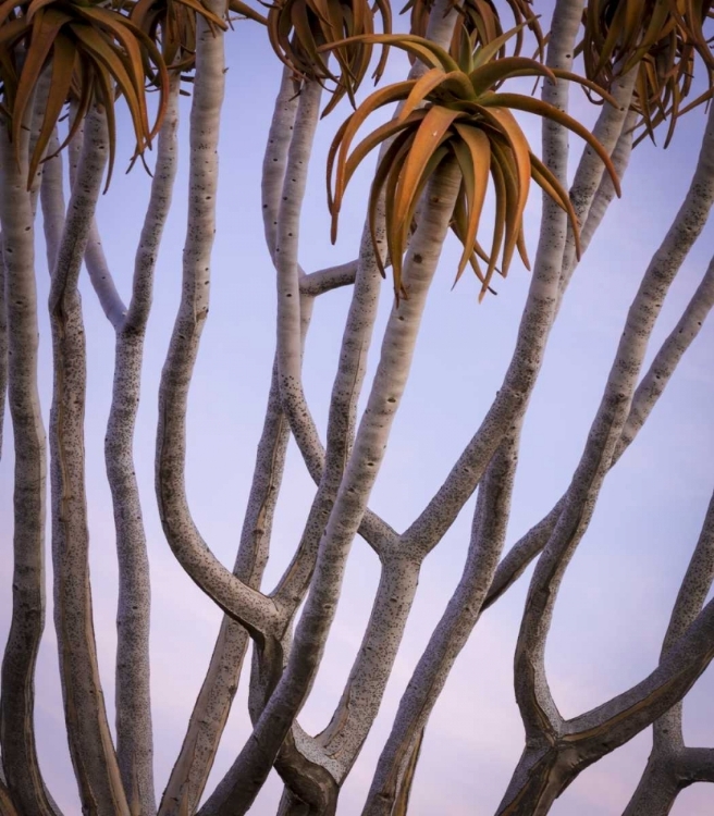 Picture of AFRICA, NAMIBIA CLOSE-UP OF QUIVER TREE