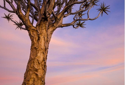 Picture of AFRICA, NAMIBIA CLOSE-UP OF QUIVER TREE