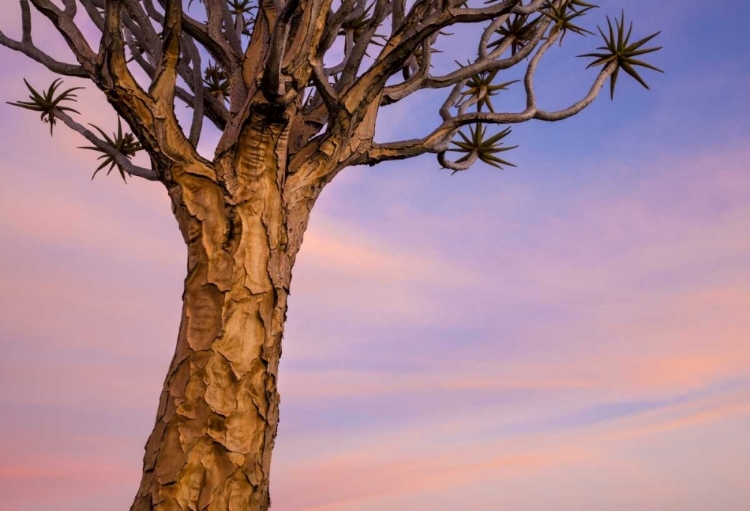 Picture of AFRICA, NAMIBIA CLOSE-UP OF QUIVER TREE