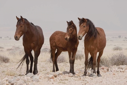 Picture of THREE WILD HORSES, NAMIB DESERT, NAMIBIA