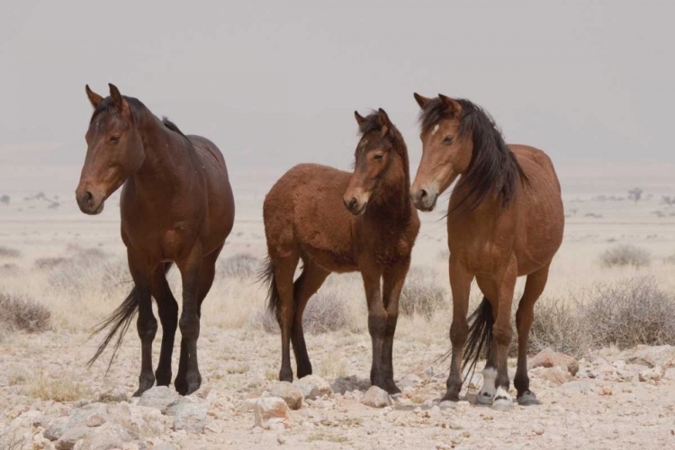 Picture of THREE WILD HORSES, NAMIB DESERT, NAMIBIA