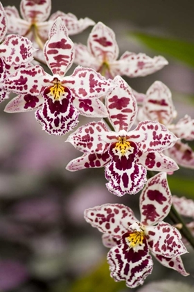 Picture of HAWAII, HILO A SPRAY OF ORCHIDS GROWING