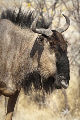 Picture of SIDE WILDEBEEST FACE, ETOSHA NP, NAMIBIA