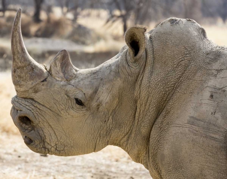 Picture of NAMIBIA, WINDHOEK RHINOCEROS IN PROFILE